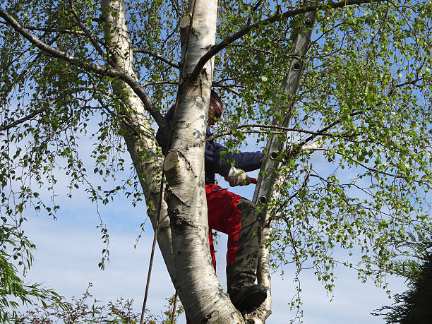 Professional Tree Services in Welby, CO